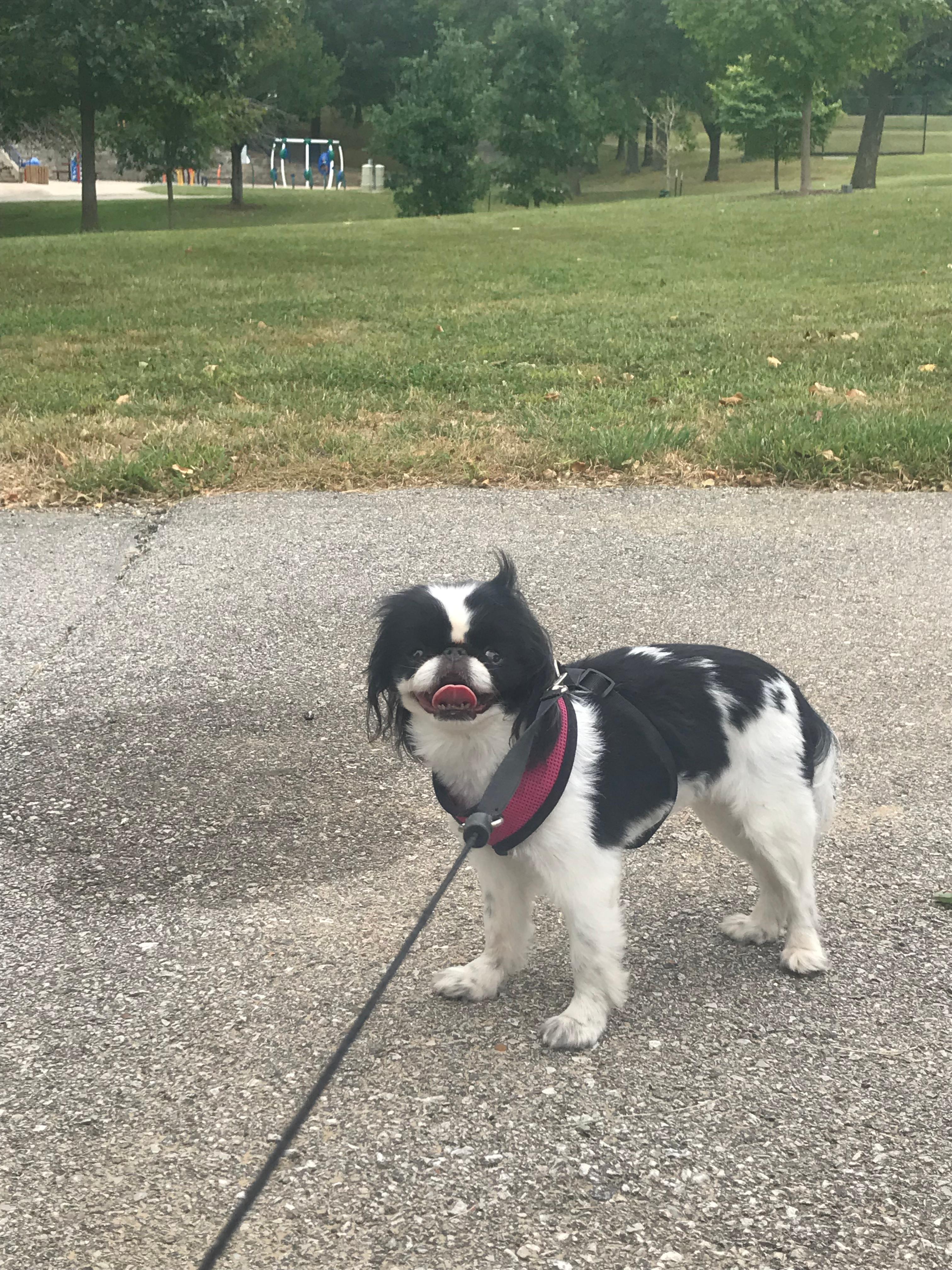 dog lucy